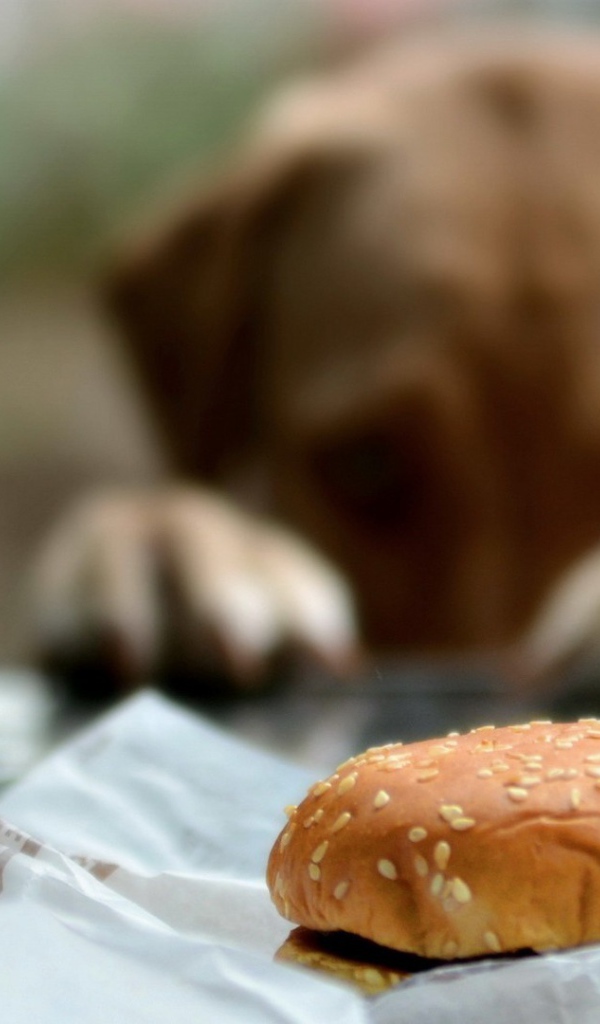 Пес хочет полакомиться булочкой