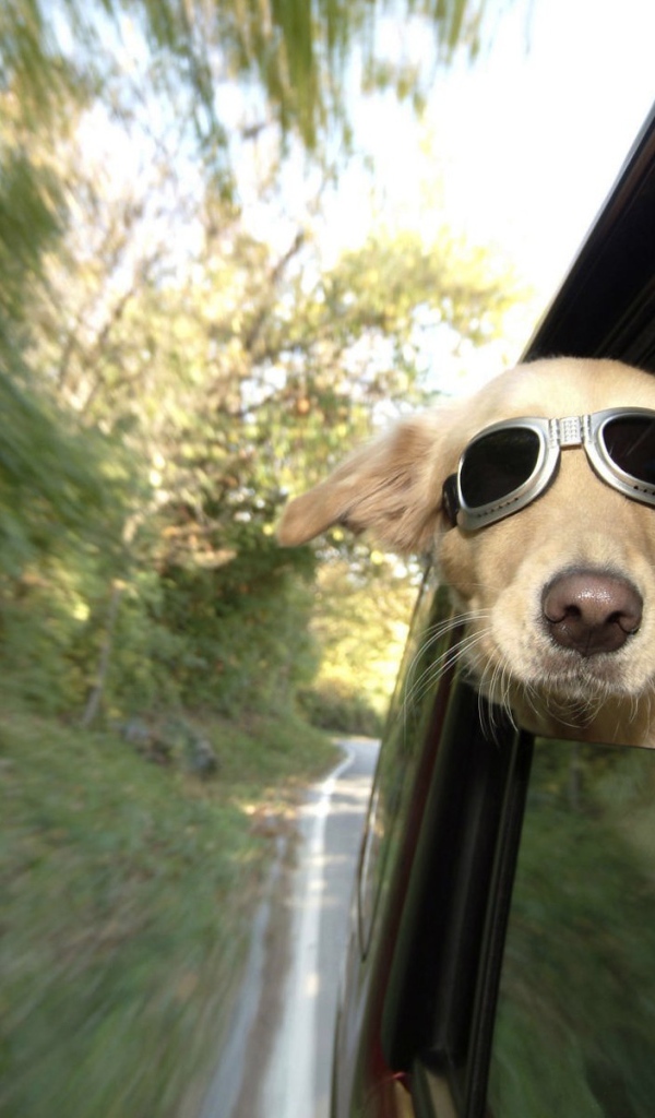 Собака в очках смотрит в окно