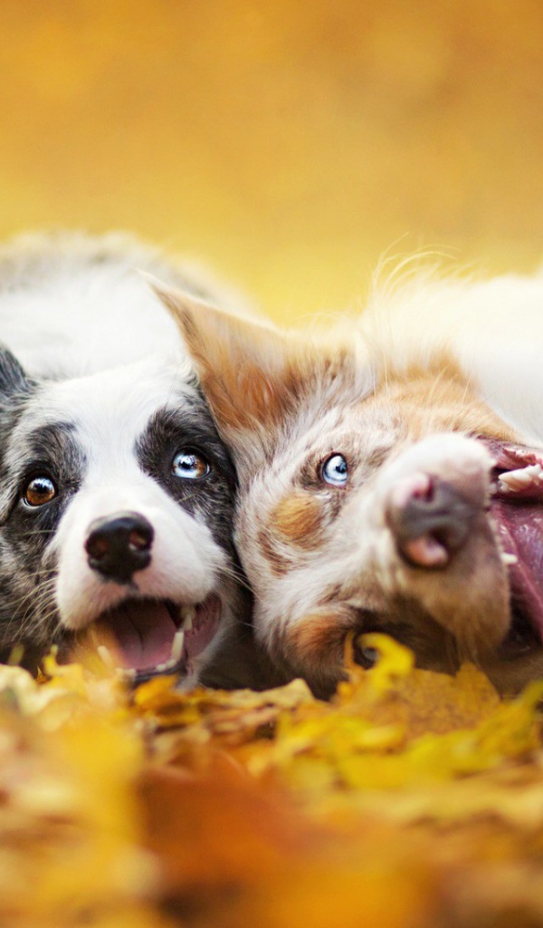 Собаки с безумными взглядами