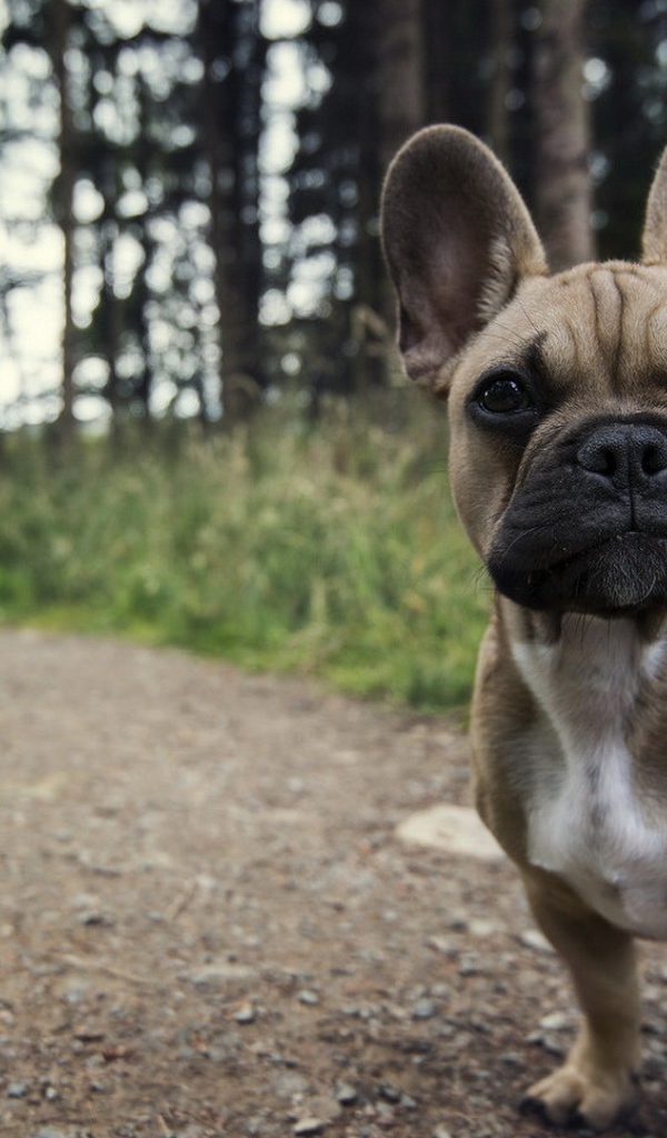 Ушастый маленький щенок на тропинке