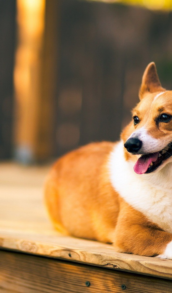 Верный веселый корги