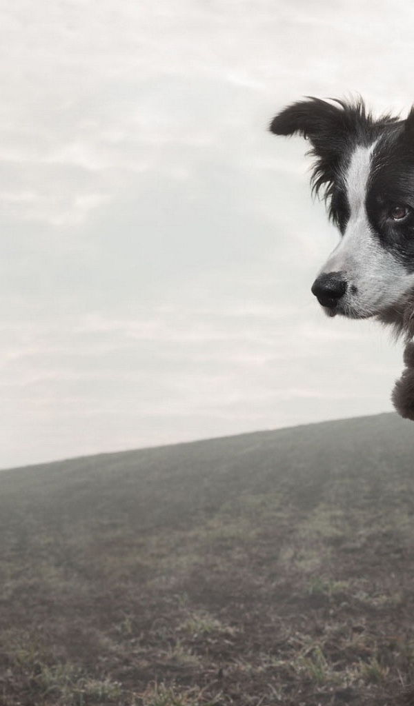 Верная собака стережет меч