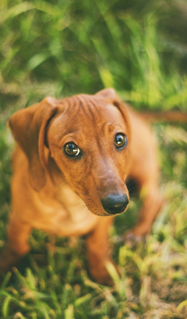 Забавная такса сидит на траве