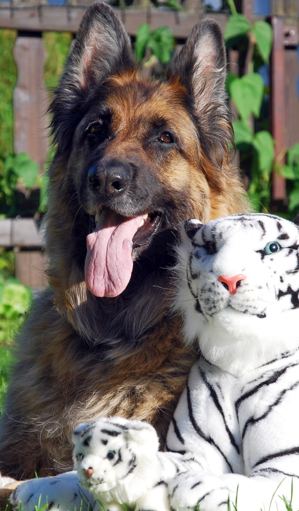 Немецкая овчарка с игрушечными тиграми