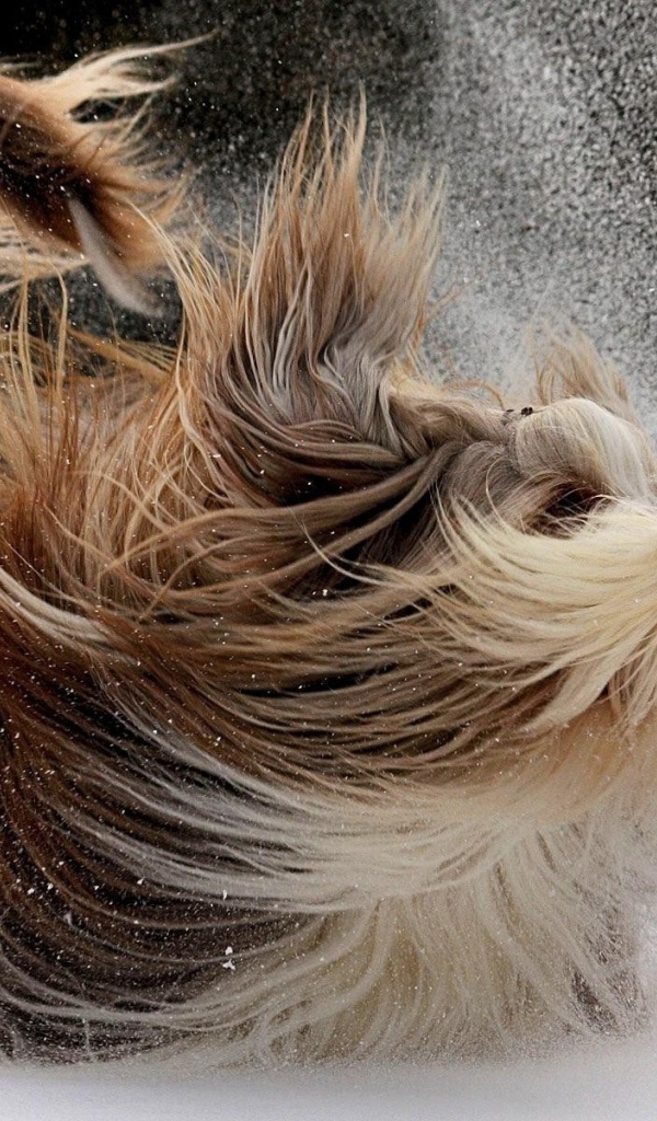 Счастливая собака с длинной шерстью играет в снегу