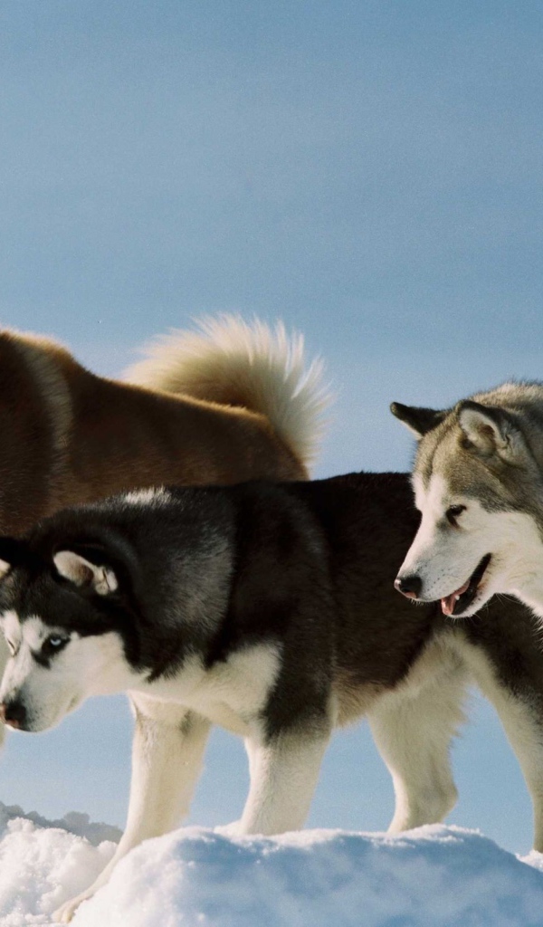 Собаки породы хаски и аляскинский маламут