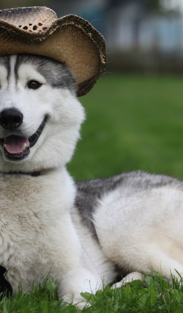 Собака лайка в шляпе