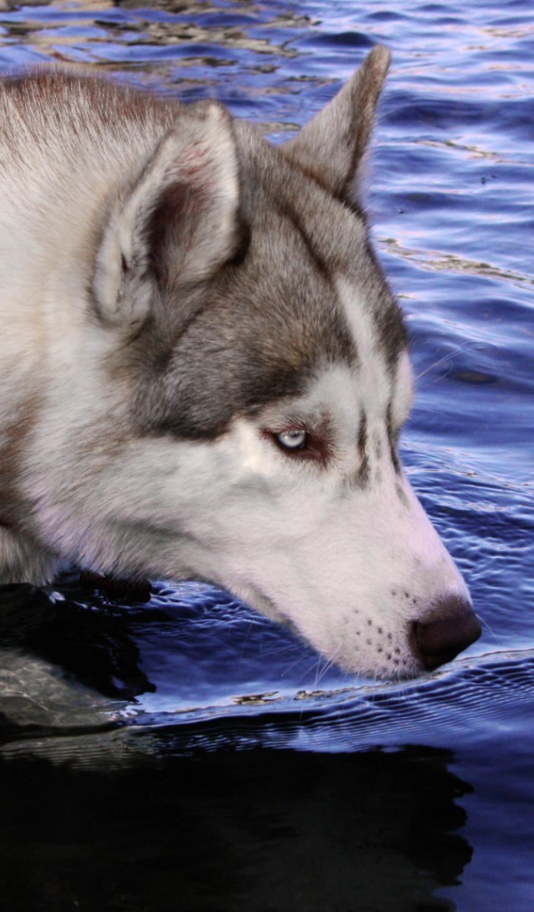 Собака хаски стоит в воде