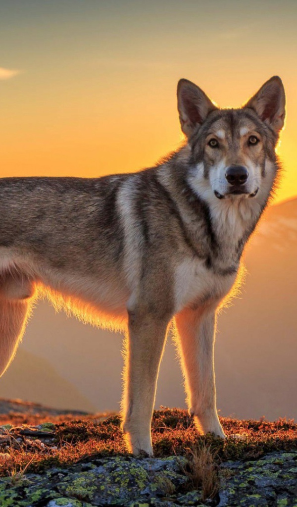 Хаски в горах на фоне заката