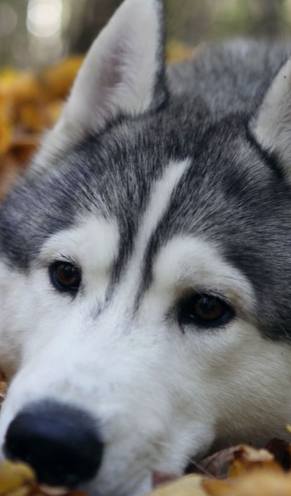 Хаски лежит на куче листьев