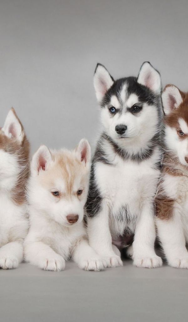 Щенки собак хаски разного цвета