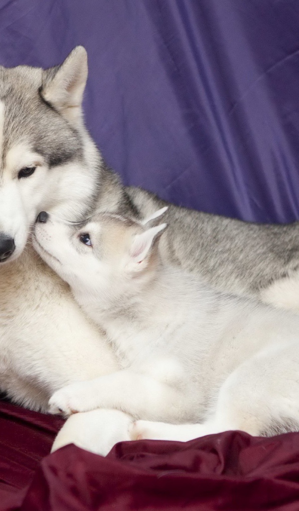 Щенок с мамой хаски