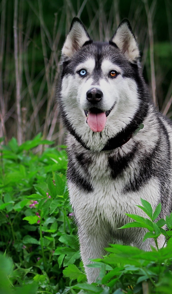 Хаски с разными глазами среди травы