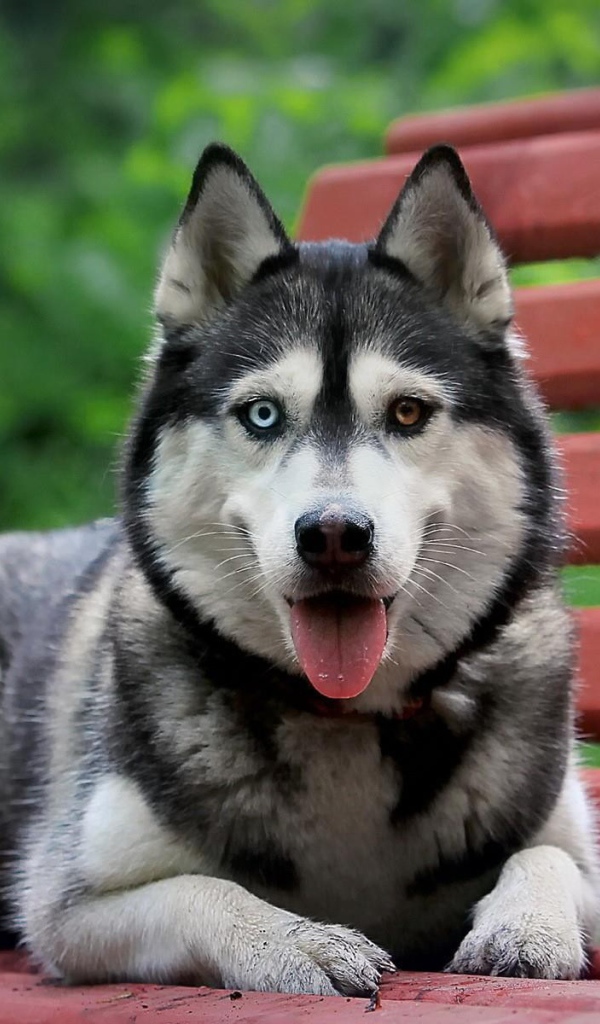 Хаски с разными глазами лежит на скамье