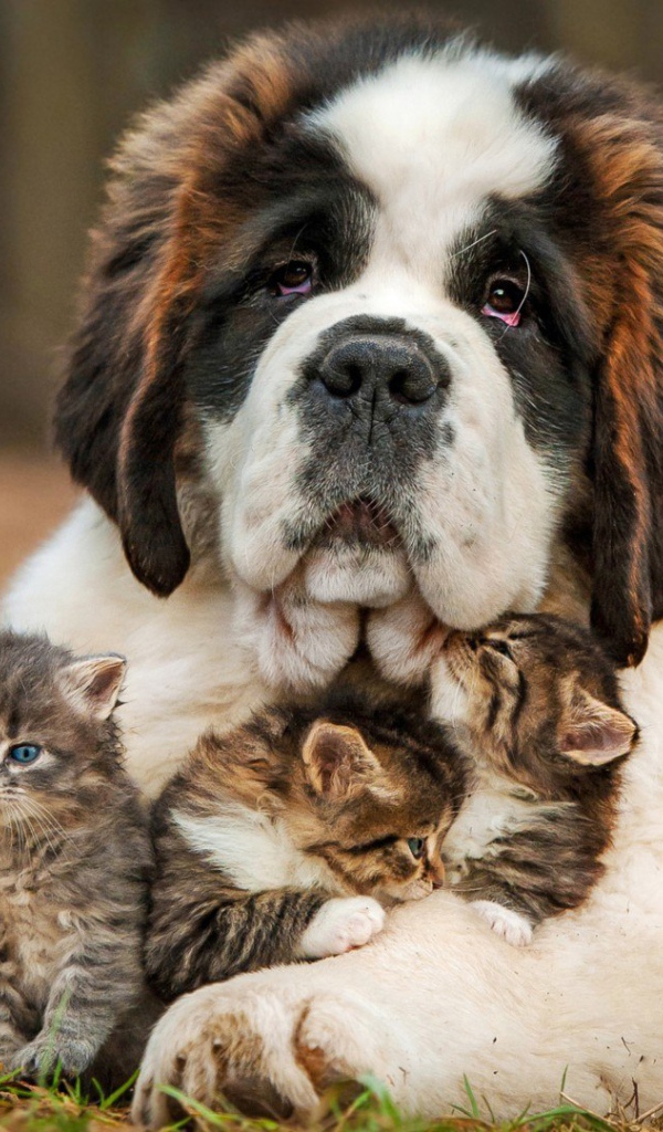 Котята под надежной защитой