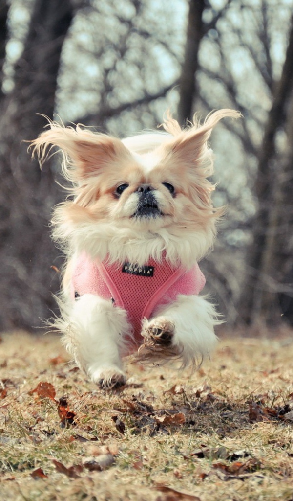 Маленькая собака бежит по опавшим листьям