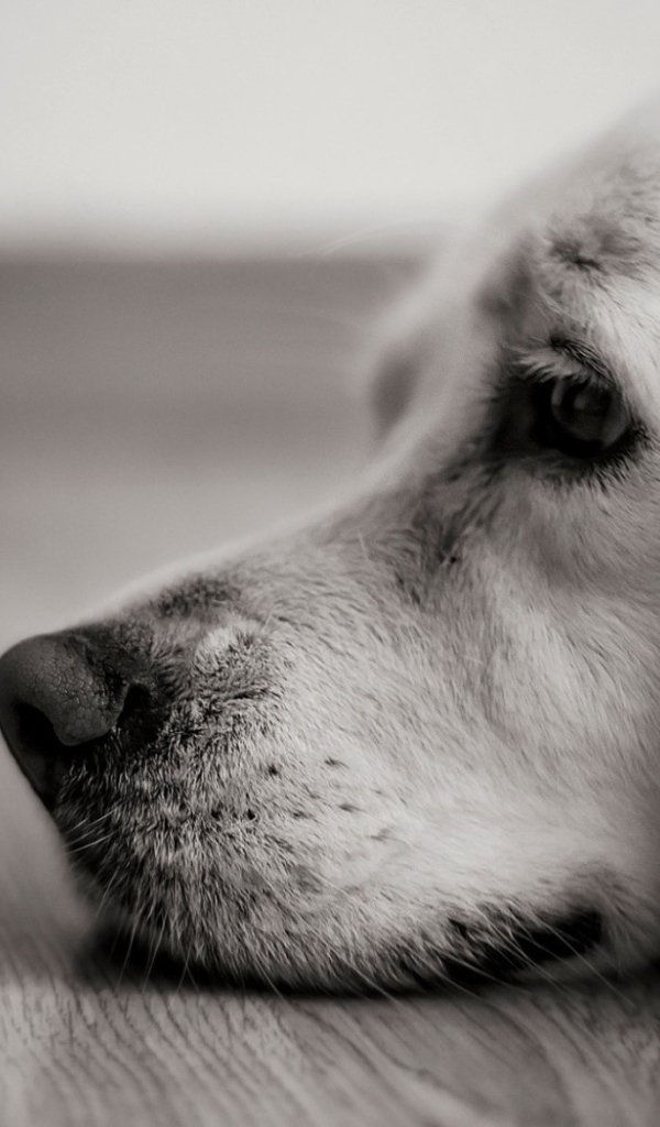 Человек из картона у носа собаки