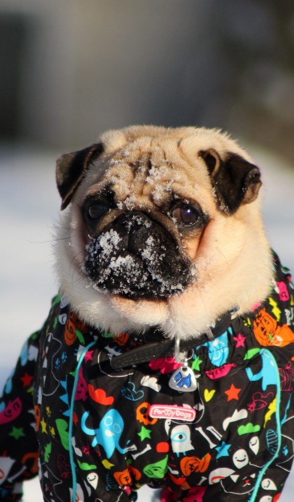 Мопс в зимней одежде