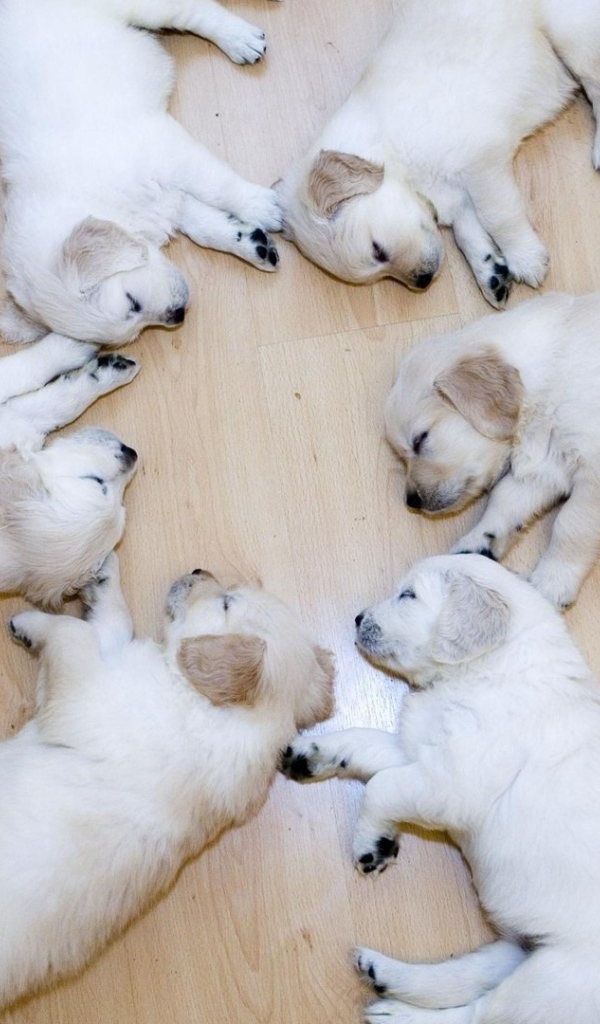 Щенки в идеальном порядке