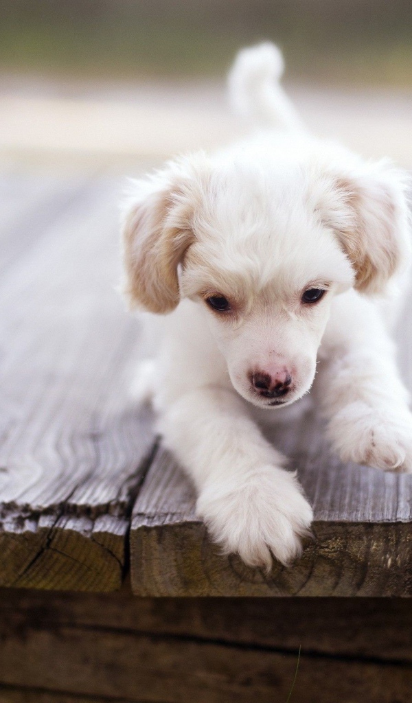 Щенок у края доски