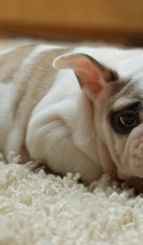 Щенок грызет зеленый шарик