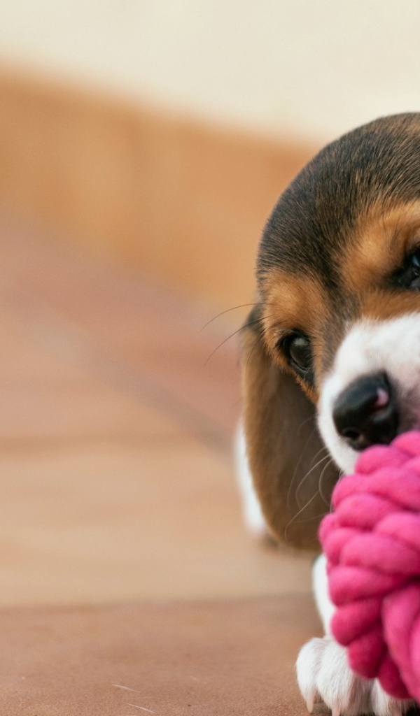 Щенок грызет клубок из красной веревки