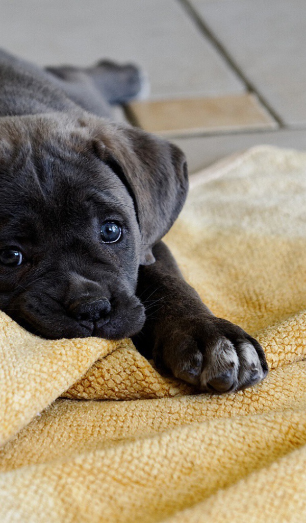 Щенок грызет коврик