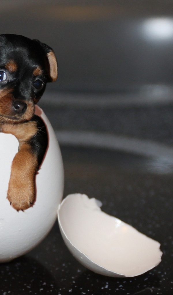 Щенок в скорлупе яйца