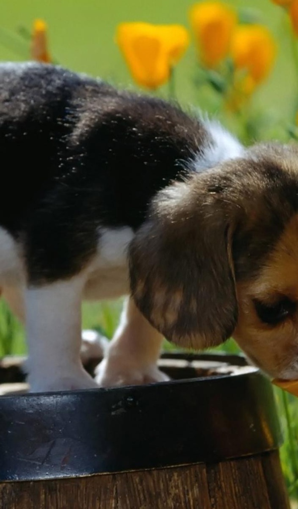 Щенок стоит на бочке