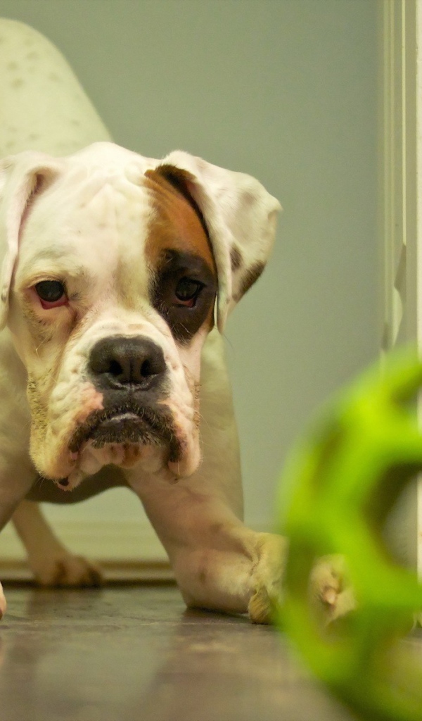 Щенок с зеленой игрушкой