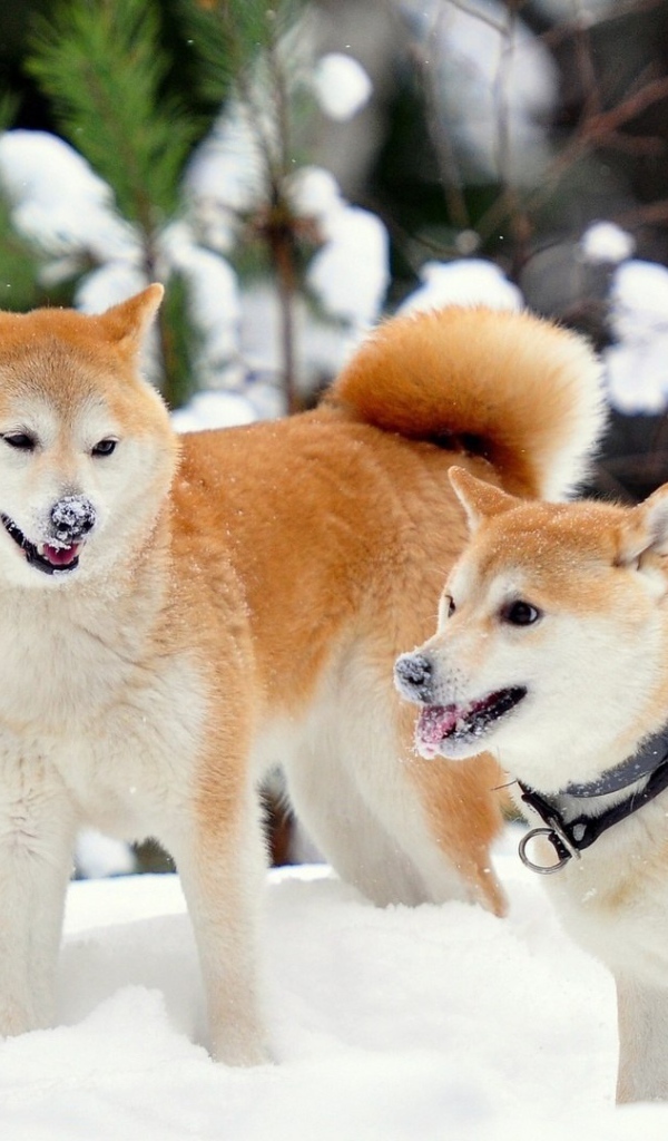 Рыжие лайки в снегу