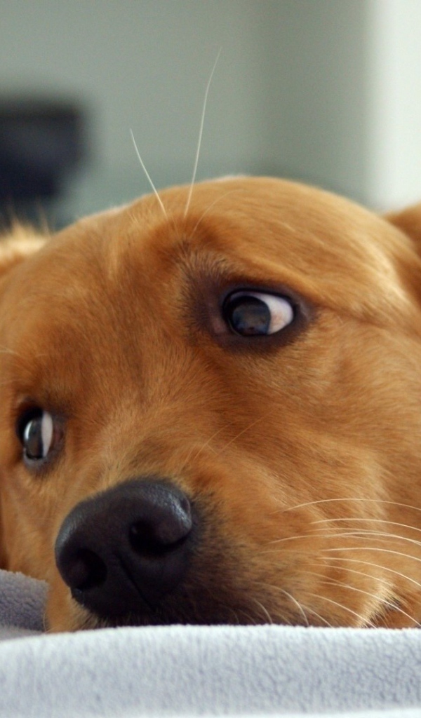 Рыжая собака смотрит через плечо в сторону