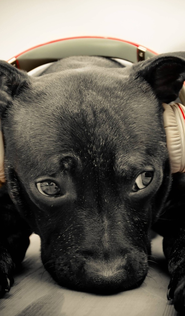 Грустный черный щенок в наушниках