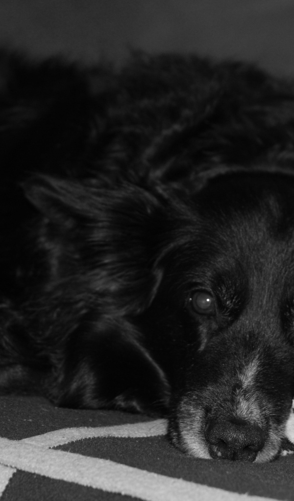 Грустный лохматый черный пес