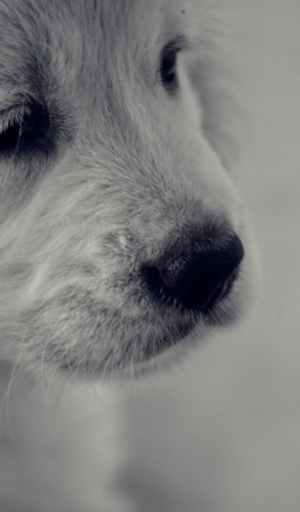 Грустный белый щенок с черным носом