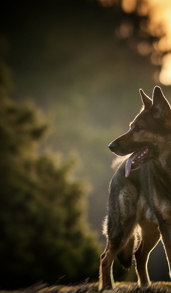 Овчарка на фоне заката