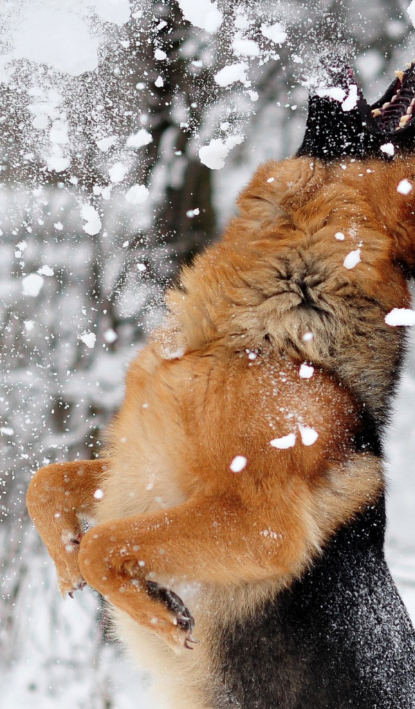 Овчарка ловит снег ртом