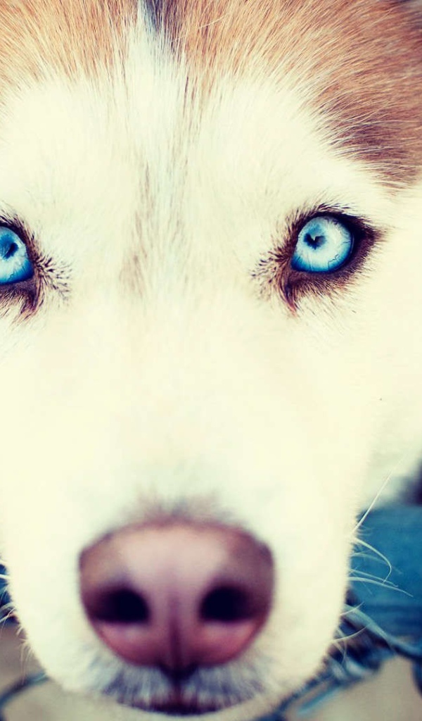 Сибирский хаски с голубыми глазами