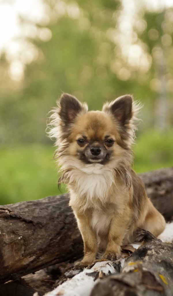 Небольшая собака на куче бревен