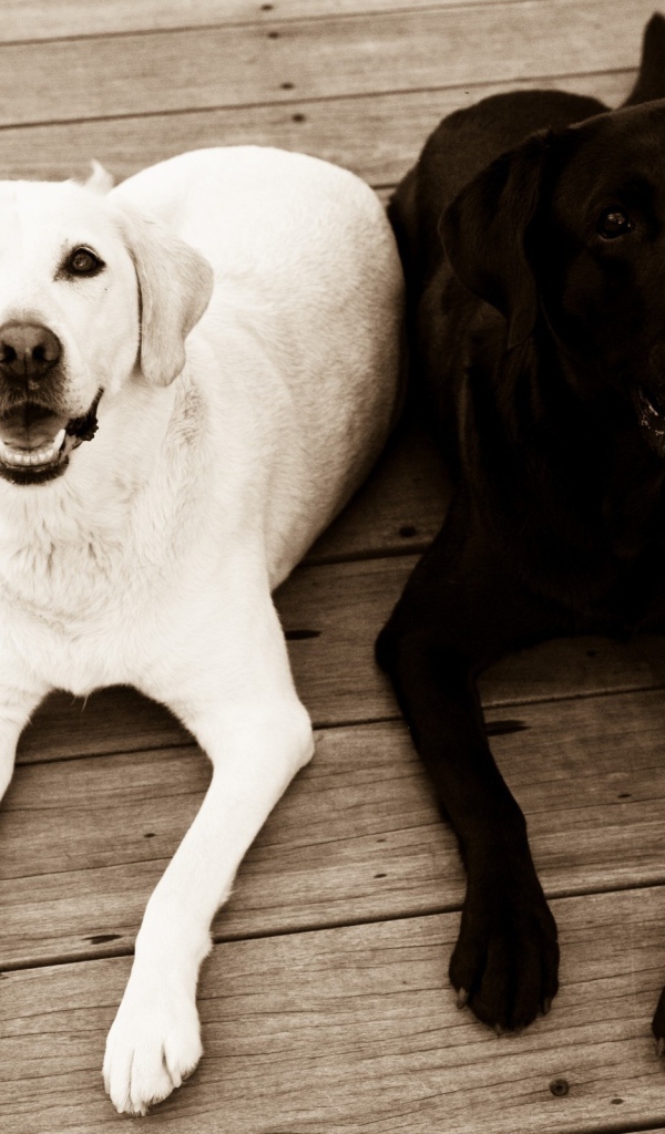 Черная и белая собака на полу