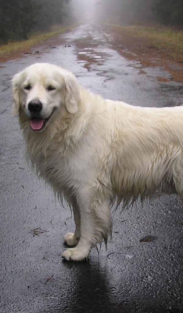 Собака стоит на мокрой дороге