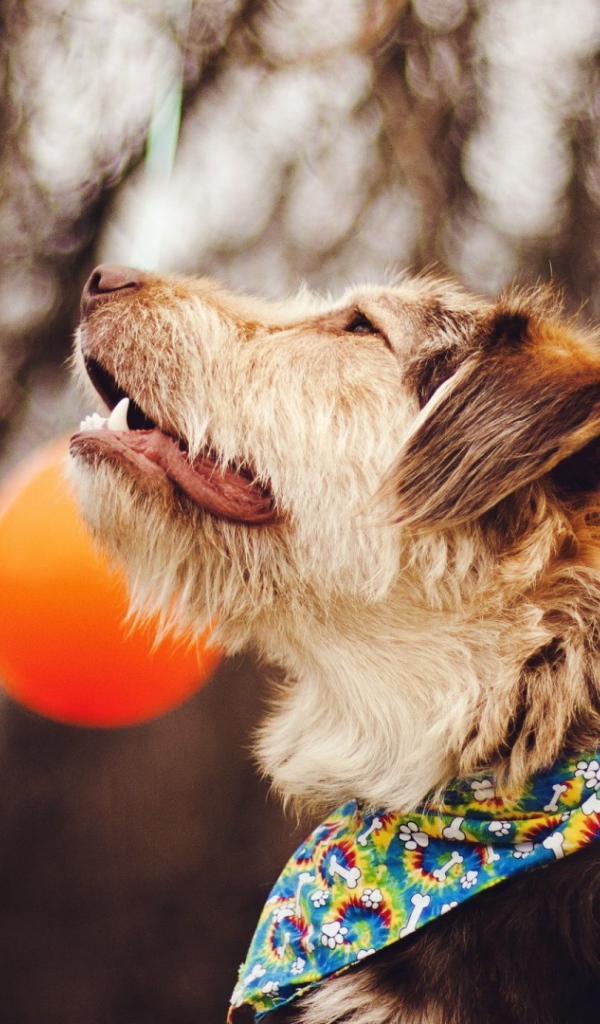 Собака смотрит на шары