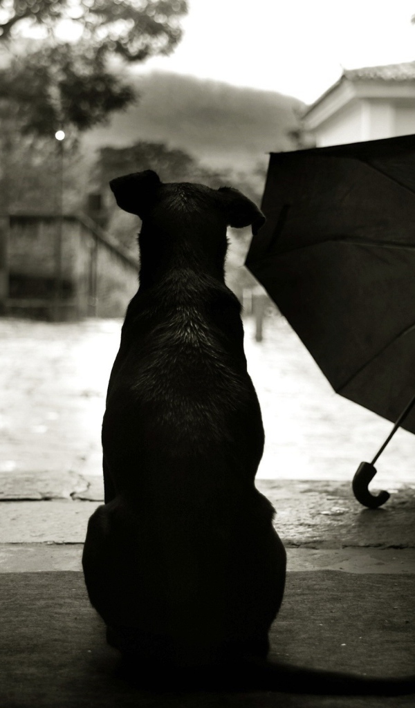 Собака смотрит на дождь на улице