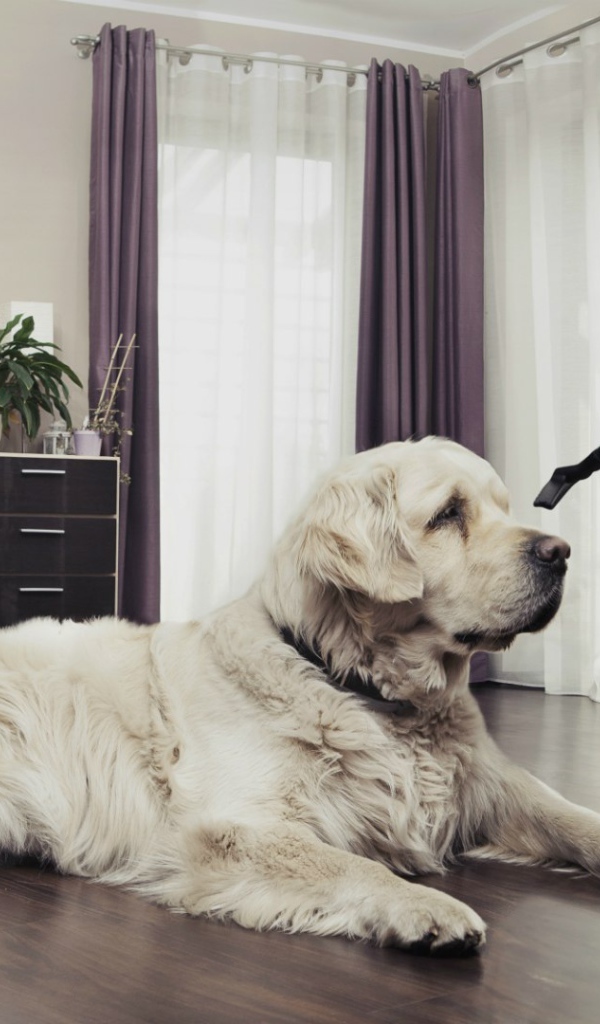 Хозяйка пылесосит собаку