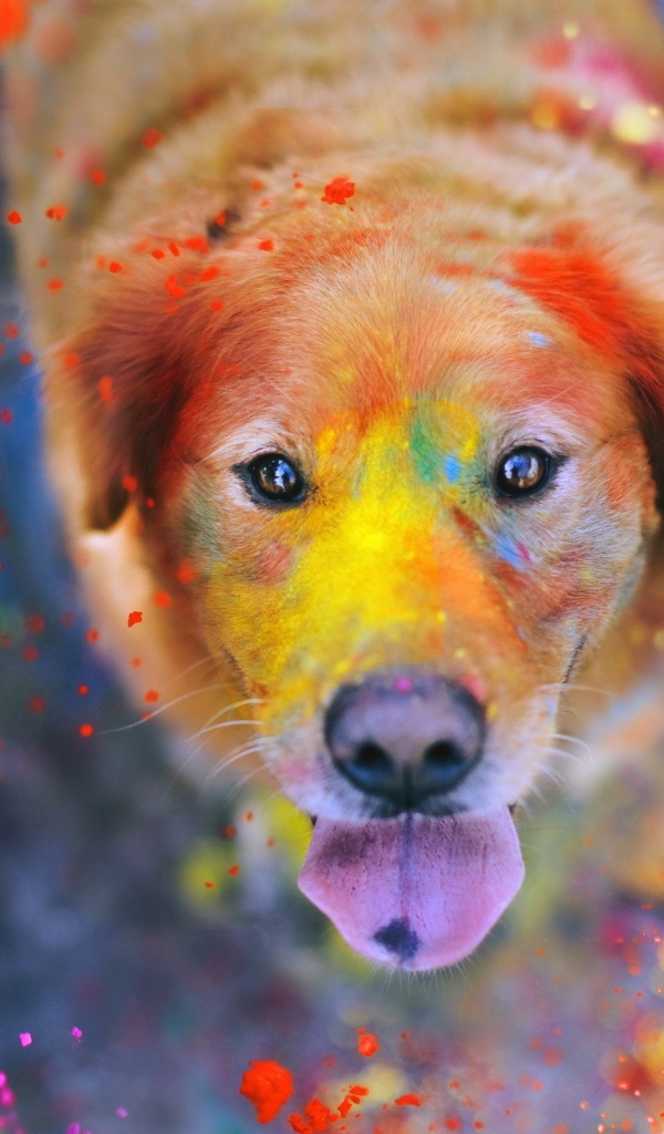 Краска на лице доброй собаки