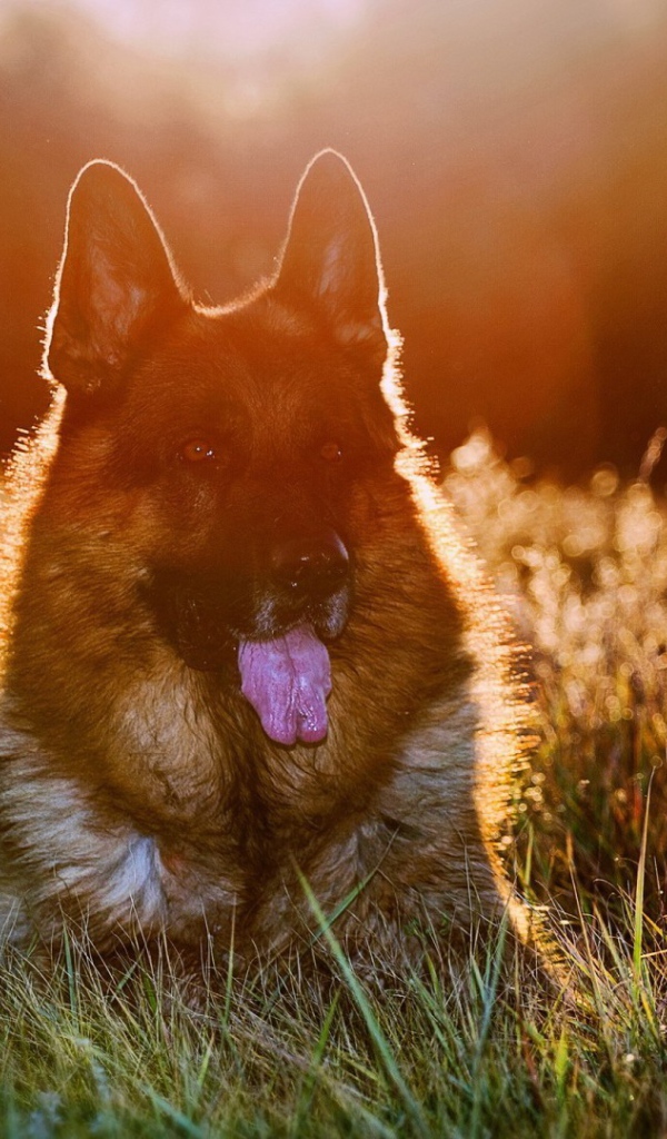Закатное солнце освещает шерсть немецкой овчарки