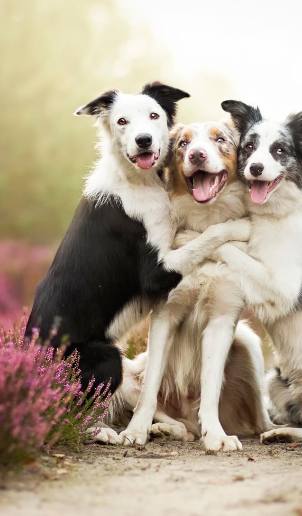 Три собаки подружки