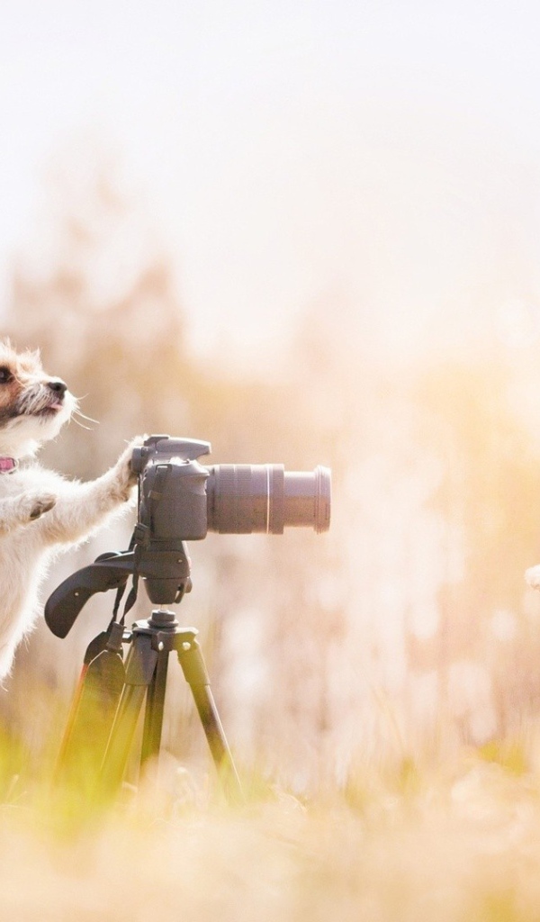 Две собаки фотографы