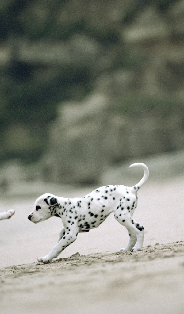 Два игривых щенка далматинца