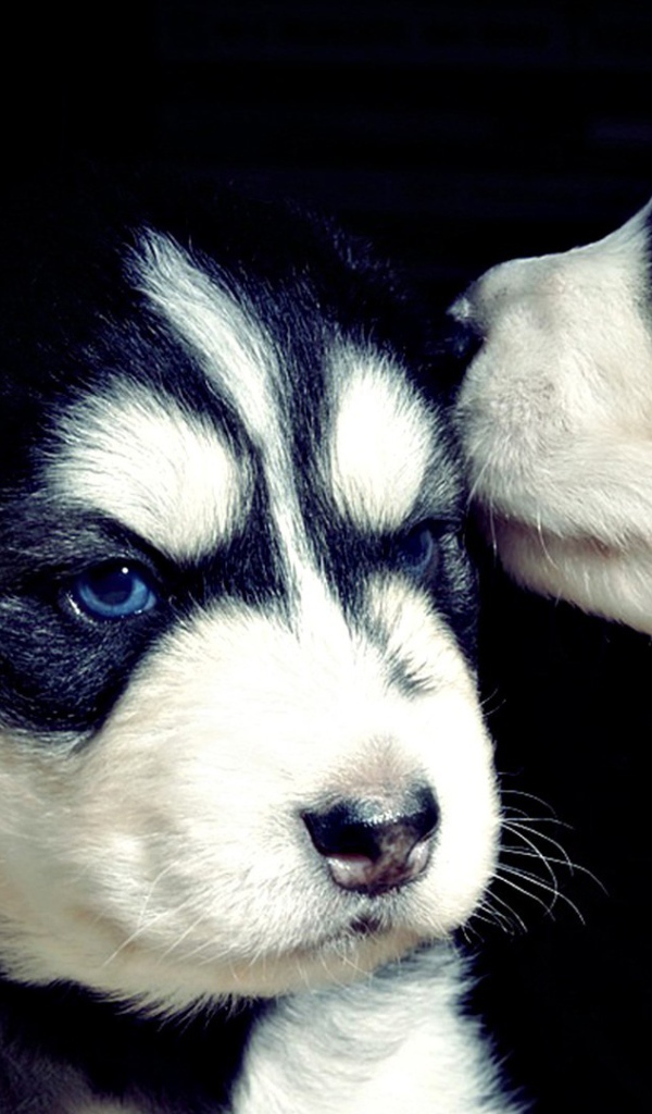 Два серьезных черно-белых щенка хаски